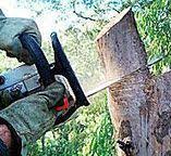 Best Storm Damage Tree Cleanup  in Lincoln Park, NY