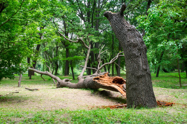 Best Arborist Consultation Services  in Lincoln Park, NY